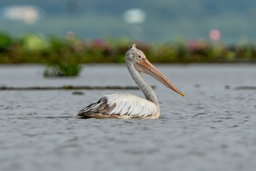 Spot-billed Pelican