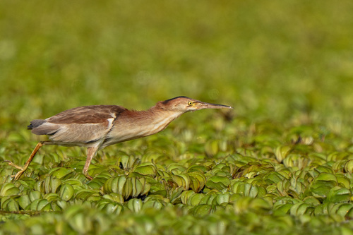 Yellow Bittern