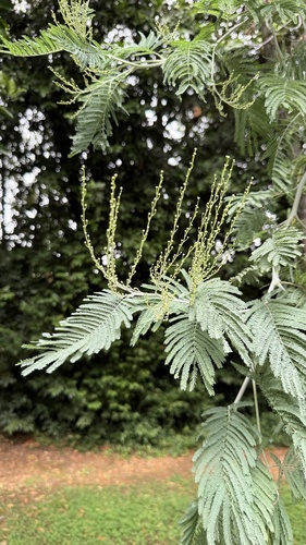 Silver wattle