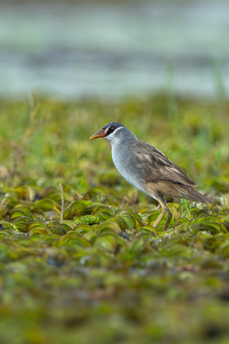 White-browed Crake