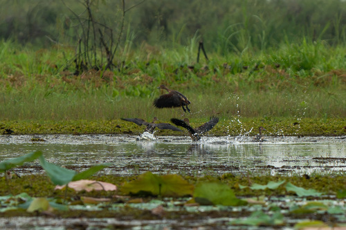 Lesser Whistling-Duck