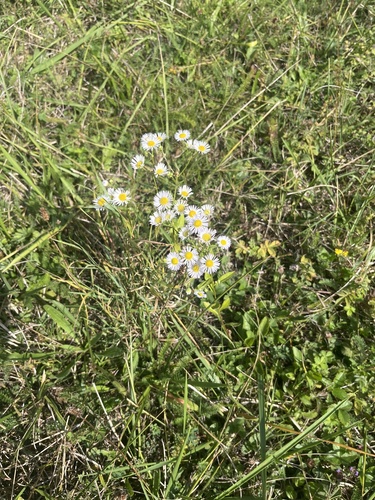 annual fleabane