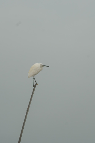 Little Egret