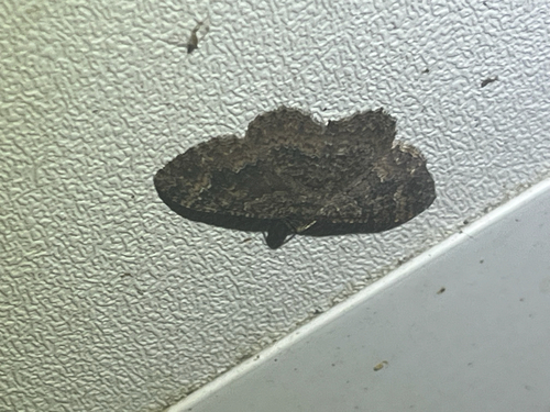 Somber Carpet Moth