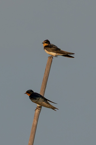 Barn Swallow