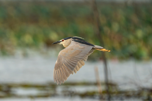 Black-crowned Night Heron