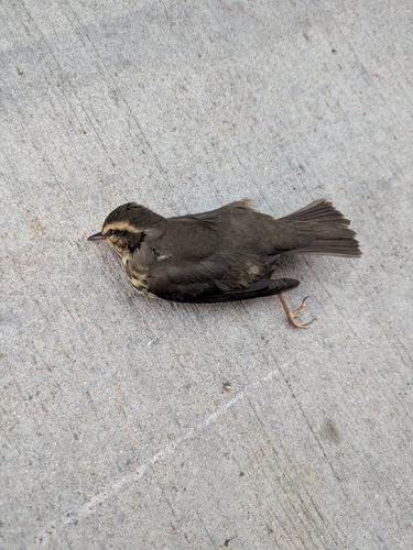 Louisiana Waterthrush