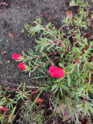 moss rose
