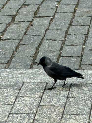 Eurasian Jackdaw
