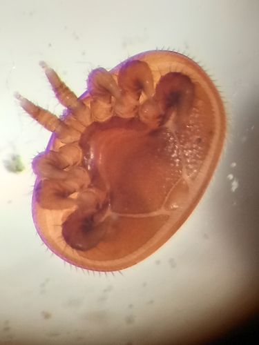 Varroa Mite