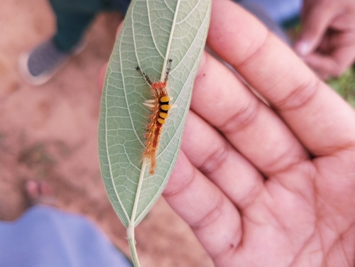 Cocoa Tussock Moth