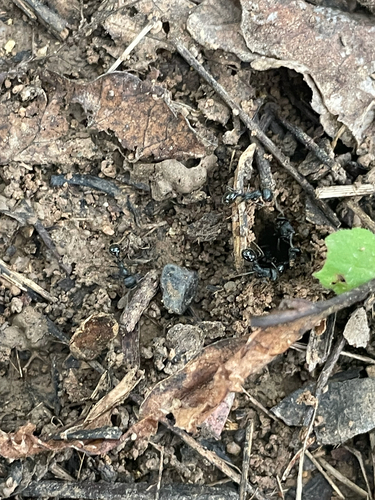 Messor aciculatus