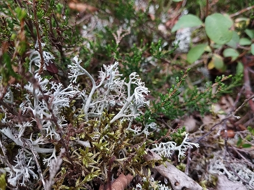gray reindeer lichen