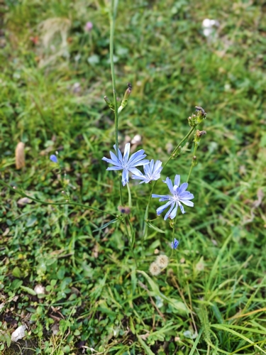 chicory