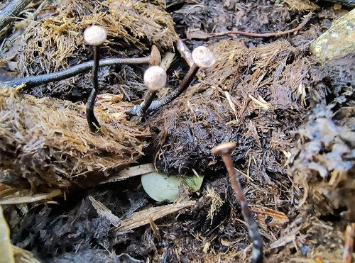 Nail Fungus