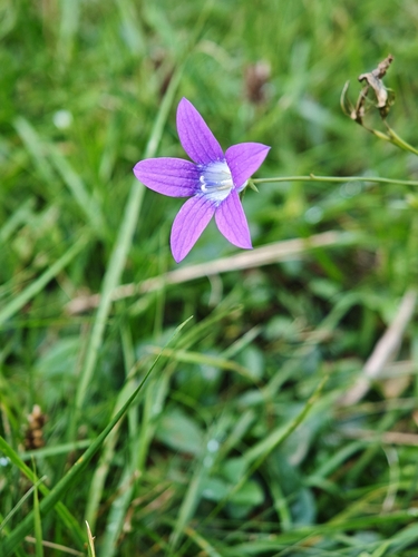Spreading Bellflower