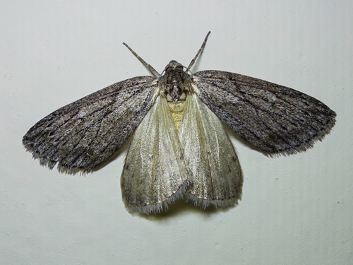 Horse Chestnut Moth