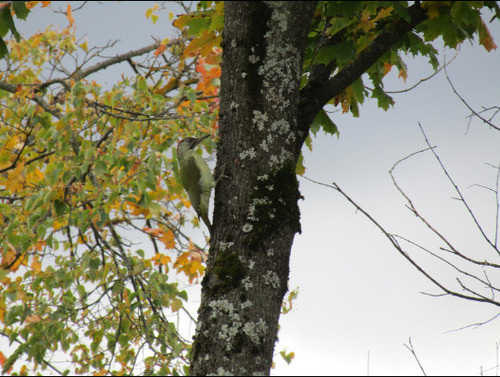 Eurasian Green Woodpecker