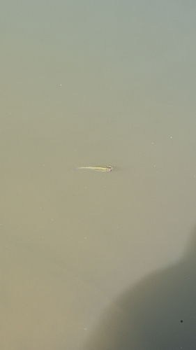 Eastern Mosquitofish