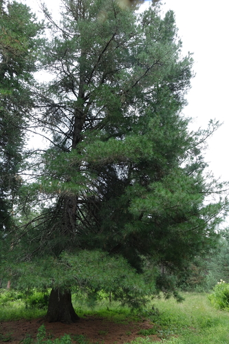 Pinus sibirica, photograph 2
