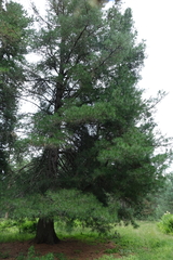 Pinus sibirica, photograph (c) Oleg Kosterin, some rights reserved (CC BY)