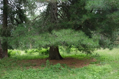 Pinus sibirica, photograph (c) Oleg Kosterin, some rights reserved (CC BY)