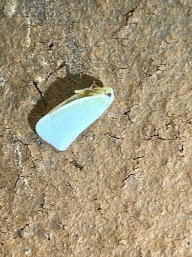 Northern Flatid Planthopper