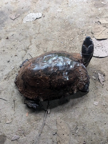 Spiny Terrapin
