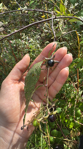 Deadly Nightshade