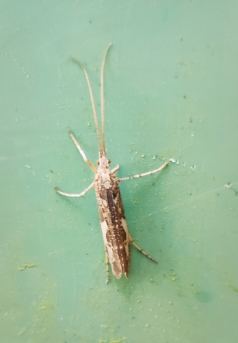 Mottled Sedge
