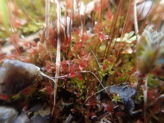 Ptychostomum imbricatulum