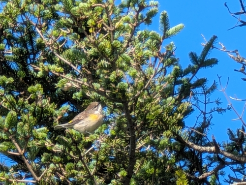 Yellow-rumped Warbler