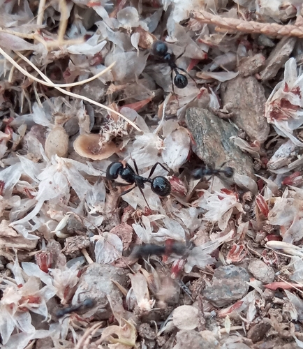 Barbary Harvester Ant