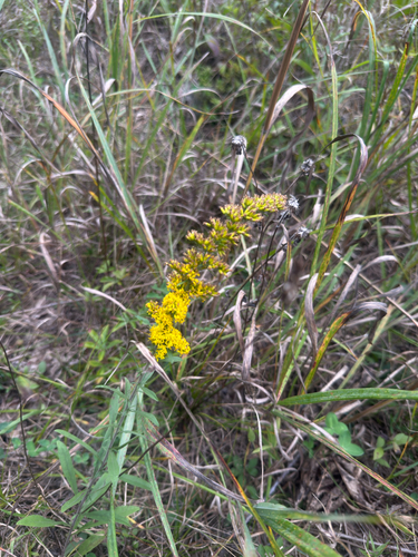 field goldenrod