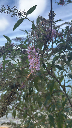 Butterfly bush