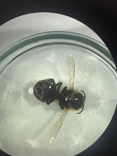 Western Honey Bee