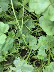 Malva pusilla, photograph (c) Valerii Glazunov, some rights reserved (CC BY)