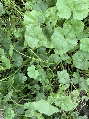 Malva pusilla, photograph 3