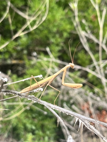 European Mantis