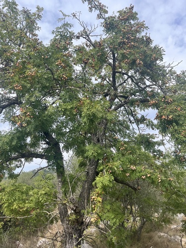 Service-tree