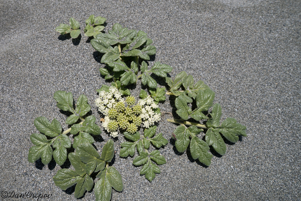 Glehnia littoralis; photograph (c) Dan Osipov, some rights reserved (CC BY)