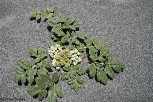 Glehnia littoralis