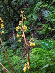 Galeola lindleyana