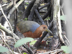 Rufous-Necked Wood Rail photo 3
