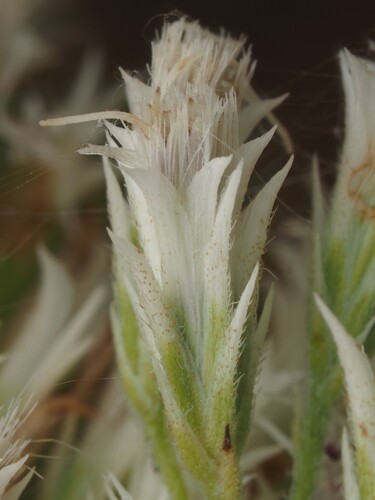 Eupatorium album