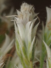 Eupatorium album
