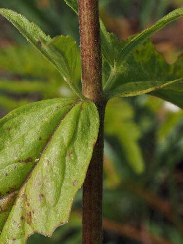 Eupatorium album, photograph 4