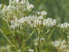 Eupatorium album, photograph (c) carter, some rights reserved (CC BY)
