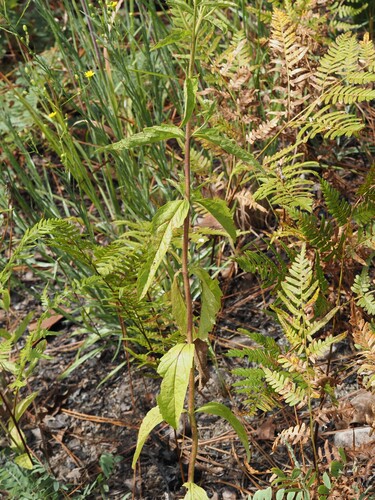 Eupatorium album, photograph 3