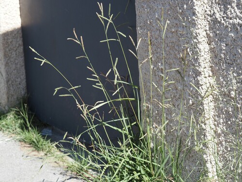 Paspalum dilatatum, photograph 6